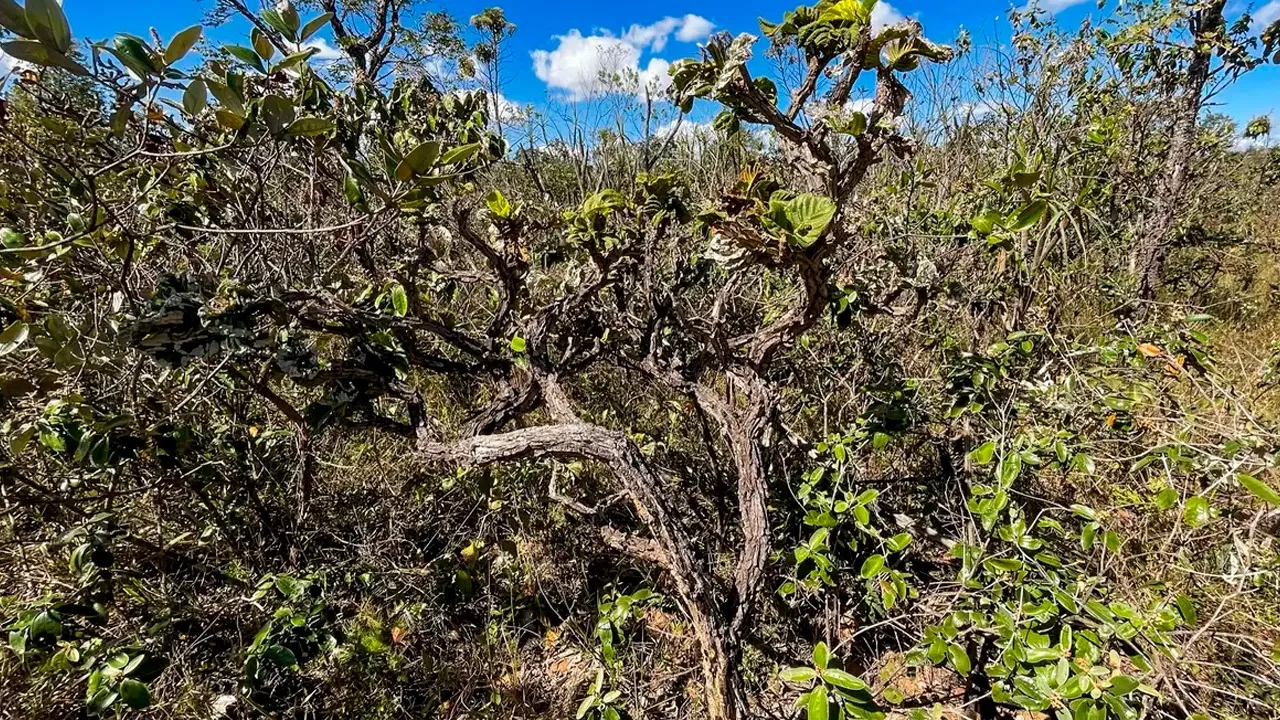 O Restaura Amazônia visa a recuperação de cerca de 15 mil hectares de vegetação nativa, contribuindo, desta forma, para a contenção do desmatamento e a conservação da biodiversidade.