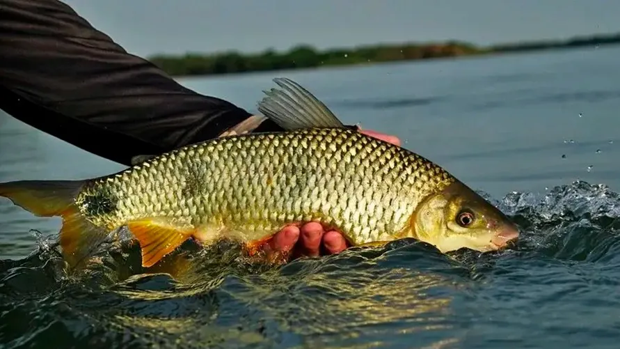 Durante esse período, a atividade pesqueira deve ser controlada para assegurar que os peixes subam aos rios e realizem a reprodução sem interferência humana.