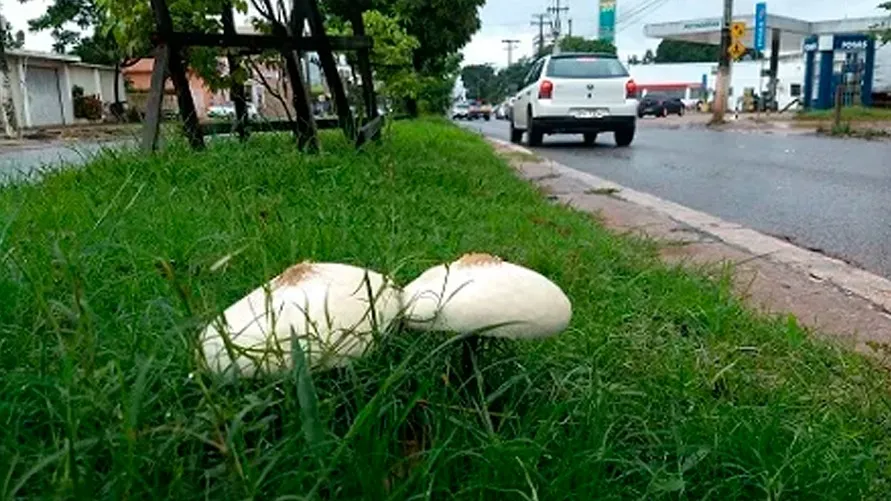 Apesar de não apresentar riscos ambientais significativos, o cogumelo pode ser perigoso ao ser manuseado ou ingerido.