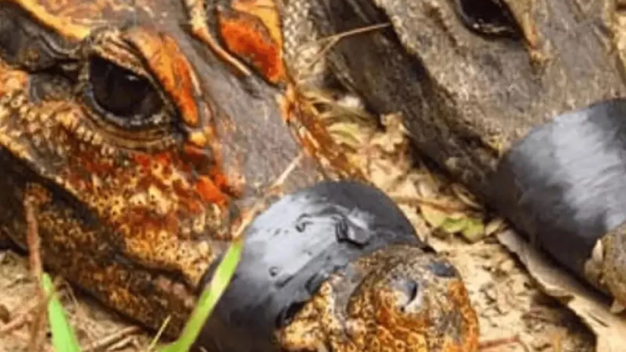 Crocodilos anões foram encontrados em cavernas no Gabão