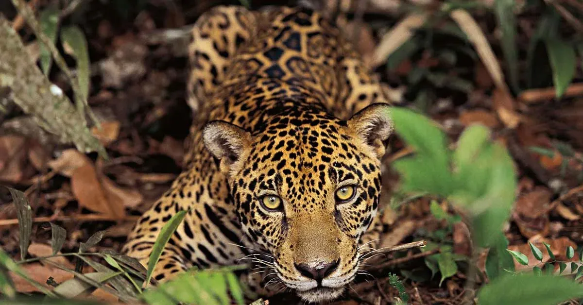 Araquém Alcântara captura a grandiosidade da natureza brasileira na imagem de capa de TerraBrasil, uma celebração da biodiversidade e da cultura nacional.