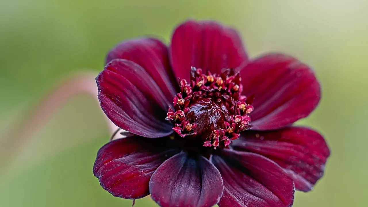 A flor Cosmos chocolate exala um aroma doce semelhante ao chocolate, característica que a torna valorizada.