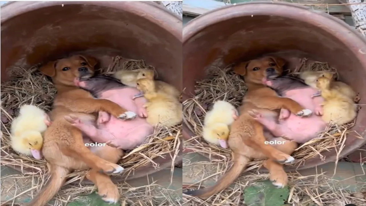 Em um vídeo que está circulando nas redes sociais, mostra o cãozinho, o porco e os patinhos tirando uma soneca juntos dentro de um vaso.