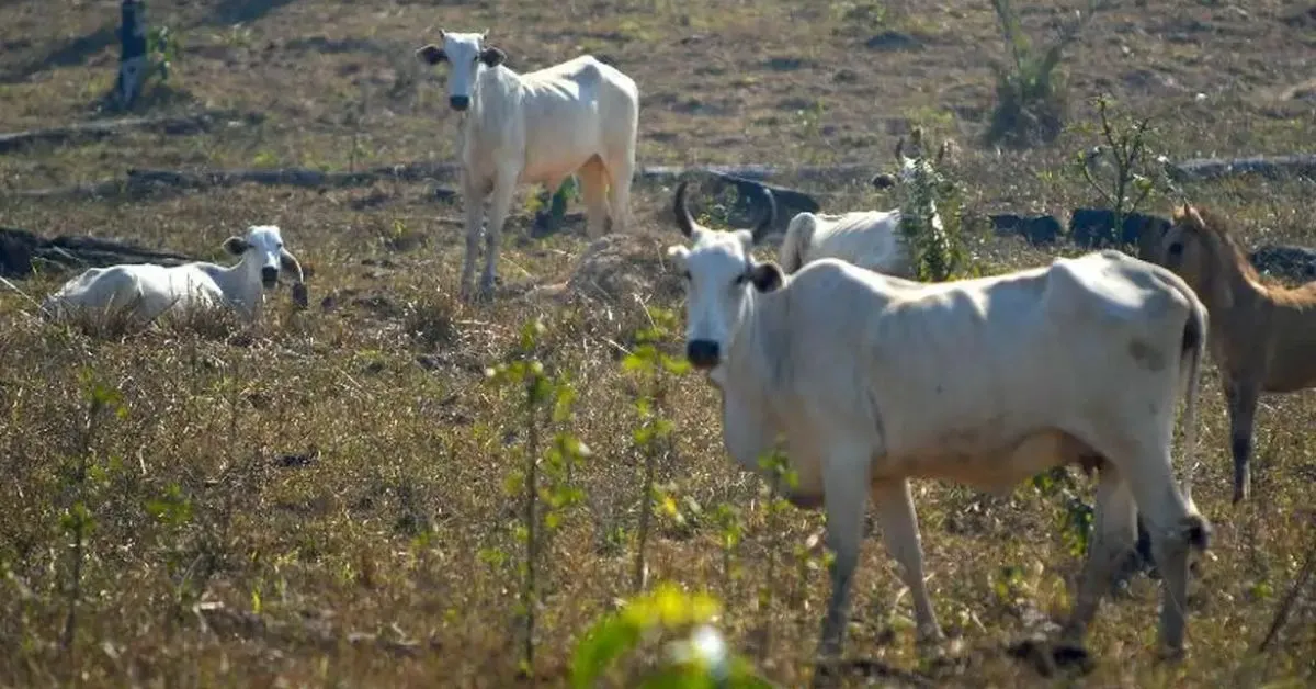 A vaca teria ficado irritada com um ato do Idoso.