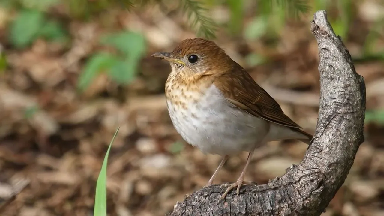 Os tordos rouxinóis marrons migram da América do Norte para a América do Sul em busca de um clima quente.