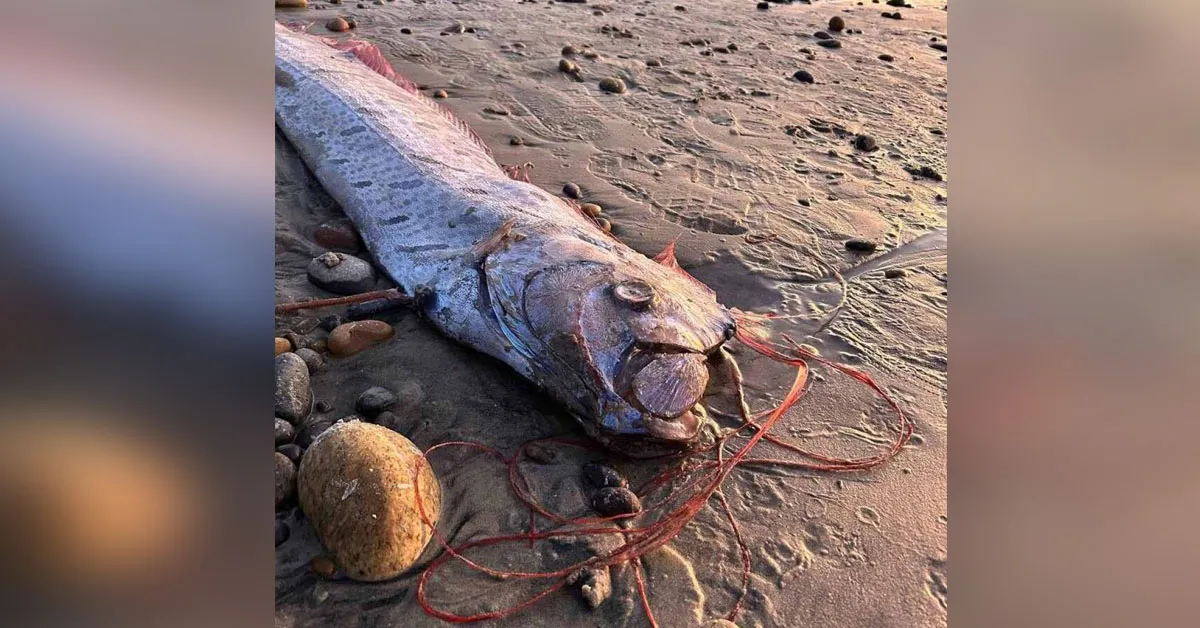 Peixe do juízo final reaparece na Califórnia e intriga pesquisadores.