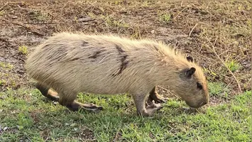 Capivara loura pelo sol no Pantanal, em Poconé (MT)