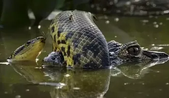 Registro feito no Pantanal de Mato Grosso do Sul que ganhou uma das categorias