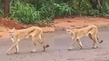 Onça-parda muito magra foi filmada passeando por uma floresta de eucalipto em Ribas do Rio Pardo, município de Mato Grosso do Sul