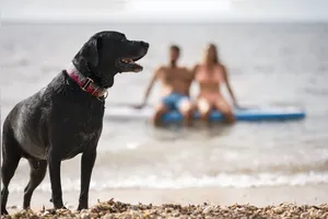 Veterinária alerta para os cuidados que se deve ter, para que o momento de lazer não se torne uma dor de cabeça.