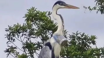 Veterinário flagra garça com copo de refrigerante preso ao pescoço