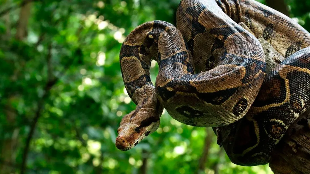 Imagem ilustrativa da notícia Vídeo: Mulher encontra jiboia em moto 