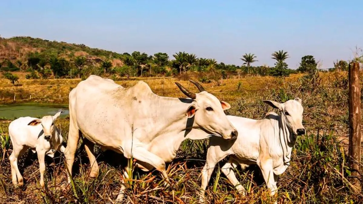 Imagem ilustrativa da notícia Adepará alerta sobre vacinação contra brucelose até dezembro
