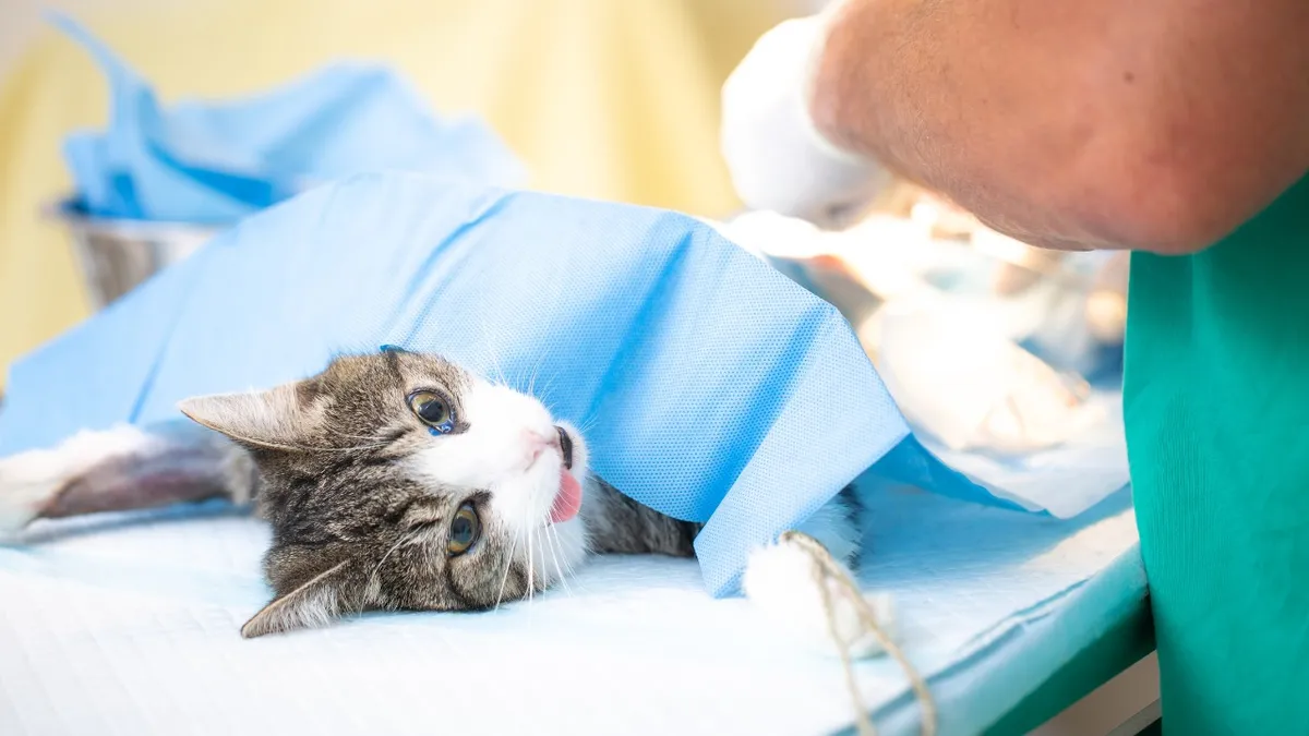 Imagem ilustrativa da notícia CCZ abre agendamento para castração de cães e gatos