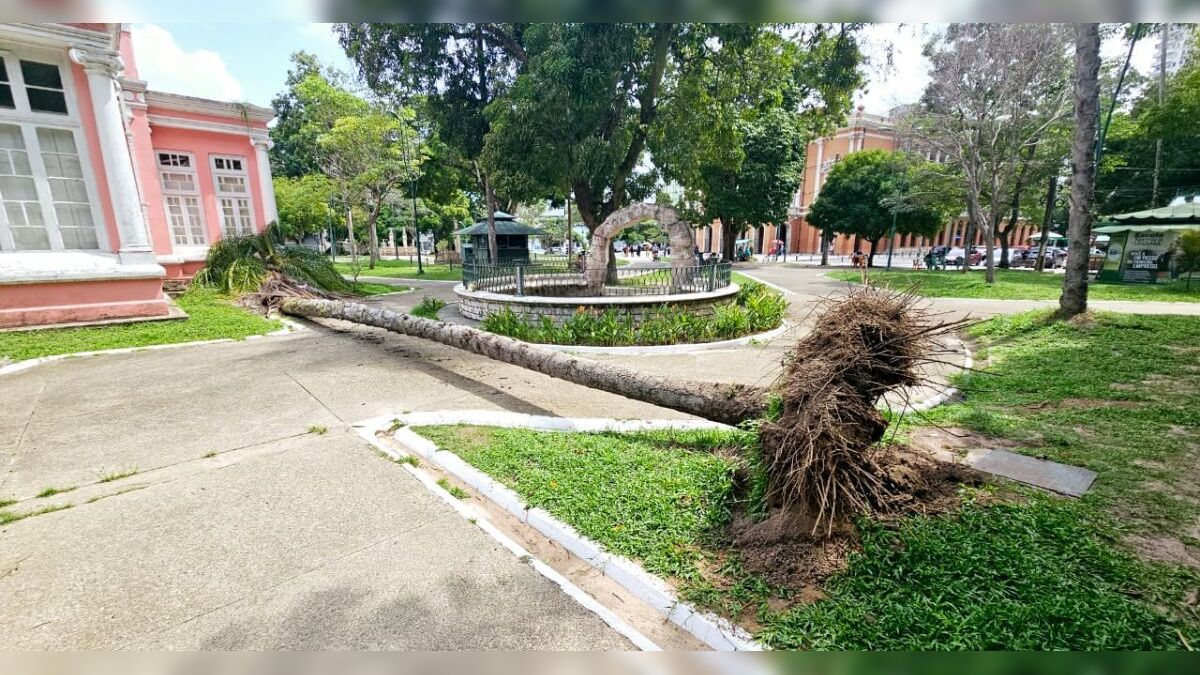 Ventania derruba árvore na Praça da República