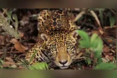 Araquém Alcântara captura a grandiosidade da natureza brasileira na imagem de capa de TerraBrasil, uma celebração da biodiversidade e da cultura nacional.