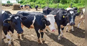 Homem leva coice e morre após tentar estuprar uma vaca