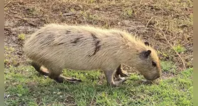 Capivara loura pelo sol no Pantanal, em Poconé (MT)