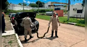 Os bombeiros usaram uma vara para retirar o animal