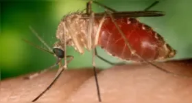 O vírus continua circulando no Pará, juntamente com outros arbovírus.