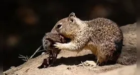 Pesquisadores observaram esquilos se alimentando de pequenos roedores na Califórnia