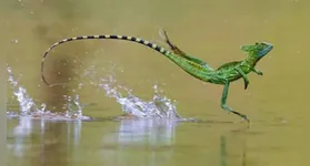 O basilsco, conhecido como "lagarto Jesus"