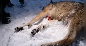 Oito lobos já foram baleados até agora