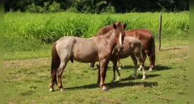 Mini cavalos Purucas em conservação no BAGAM