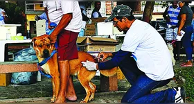 Mordida de cachorro: o que fazer quando acontece? Veja os cuidados!