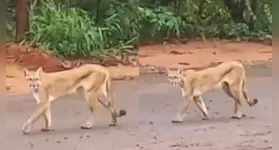 Onça-parda muito magra foi filmada passeando por uma floresta de eucalipto em Ribas do Rio Pardo, município de Mato Grosso do Sul