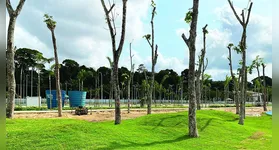 Até o momento, 90 das 176 seringueiras previstas já foram transplantadas para o parque.