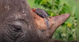 Ave da espécie pica-boi-de-bico-vermelho descansando no chifre de um rinoceronte