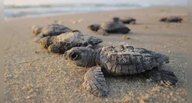 Tartarugas-da-amazônia e tracajás são os quelônios mais comuns.