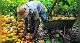 A produção no Pará está concentrada, principalmente, ao longo da Transamazônica, entre os municípios de Novo Repartimento e Trairão, que juntos representam 87% da produção estadual.