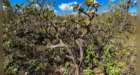 O Restaura Amazônia visa a recuperação de cerca de 15 mil hectares de vegetação nativa, contribuindo, desta forma, para a contenção do desmatamento e a conservação da biodiversidade.