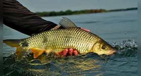 Durante esse período, a atividade pesqueira deve ser controlada para assegurar que os peixes subam aos rios e realizem a reprodução sem interferência humana.