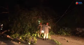 A queda do vegetal destruiu telhados e interrompeu o fornecimento de energia elétrica no local.