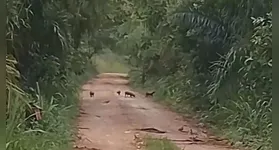 Cachorros-vinagre