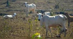 A vaca teria ficado irritada com um ato do Idoso.