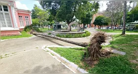 O vegetal caiu após a forte ventania na capital paraense.