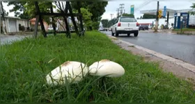 Pesquisadores da Ufopa identificam cogumelo tóxico em Santarém, alertando sobre riscos de intoxicação e importância ecológica.