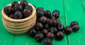 A jabuticaba é uma fruta rica em fonte de vitamina C, além de ter propriedades antioxidantes