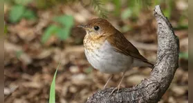 Os tordos rouxinóis marrons migram da América do Norte para a América do Sul em busca de um clima quente.