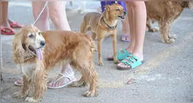 Cães, gatos e demais animais de estimação poderão tirar RG