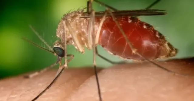 Imagem ilustrativa da notícia Sespa divulga medidas contra a Oropouche