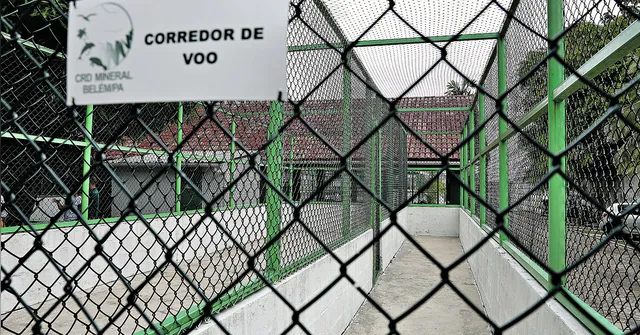 Imagem ilustrativa da notícia Petrobras implanta base para tratar fauna marinha em Belém