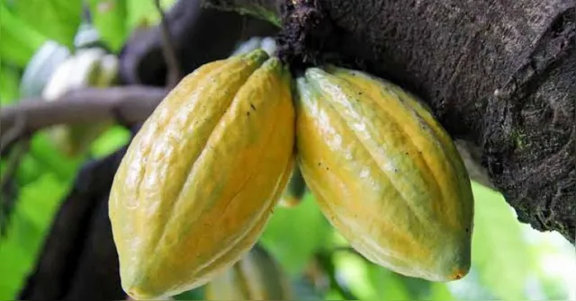 Imagem ilustrativa da notícia Cacau do Pará vai ao Chocolat Portugal e Salão de Paris