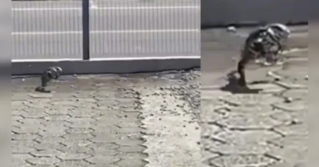 Imagem ilustrativa da notícia Vídeo: jovem irrita lagarto e é atacado pelo animal