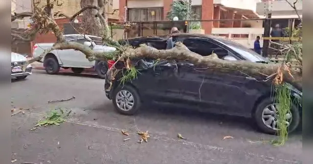 Imagem ilustrativa da notícia Queda de galho de árvore destrói parcialmente carro em Belém