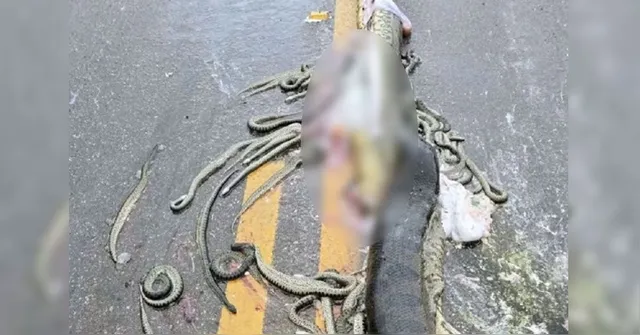 Imagem ilustrativa da notícia Sucuri grávida é atropelada e filhotes ficam espalhados em rodovia 